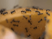 Termitas y hormigas Termitas y hormigas en Yucatán