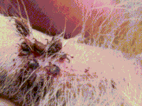 Video sin título ‐ Hecho con Clipchamp (4) Eliminar cucarachas en Mérida