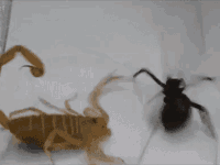 eliminar alacranes Eliminación de alacranes en Mérida