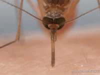 Control de mosquitos Control de mosquitos en Mérida Yucatán